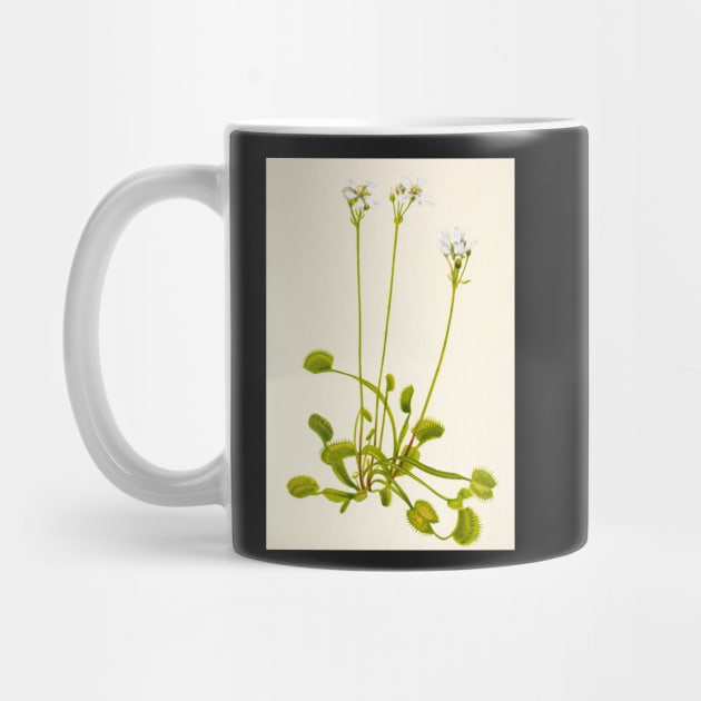 Venus flytrap - Botanical Illustration by chimakingthings